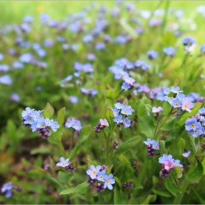 Začínající Květen 2021